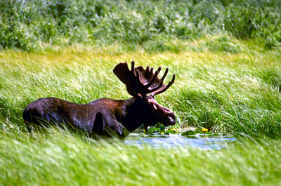 BC Moose Hunts
